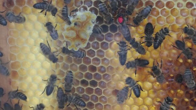 bees inside a beehive with marked queen