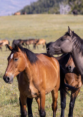 Fototapeta premium Wild Horses in Summer in the Pryor Mountains Montana