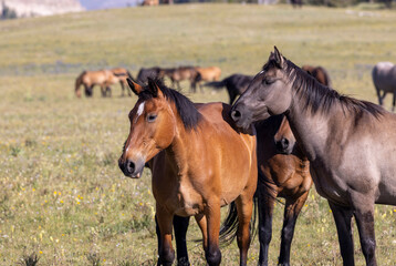 Obraz premium Wild Horses in Summer in the Pryor Mountains Montana