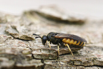 Closeup on a small dark parasite sawfly species, Corynis crassicornis, from the Mediterranean area