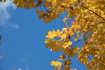 Bright yellow maple foliage on a sunny autumn day