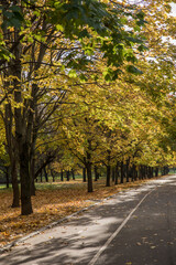 Naklejka premium Walk in the park on a bright sunny autumn day