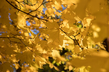 Bright yellow maple foliage on a sunny autumn day
