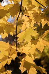 Bright yellow maple foliage on a sunny autumn day