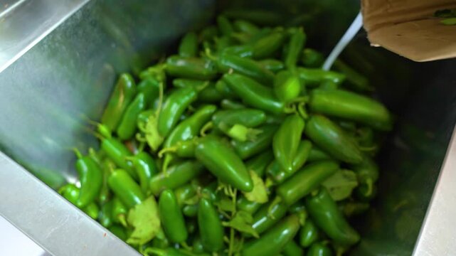 Production of chili and jalapeno pepper sauce. Making hot sauce from red chili peppers and green jalape&ntilde;o peppers. Fiery jalape&ntilde;o sauce. Production of ajdica and hot pepper seasonings.