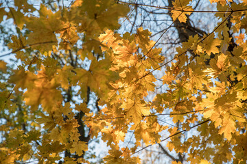 Bright yellow maple foliage on a sunny autumn day