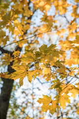 Bright yellow maple foliage on a sunny autumn day