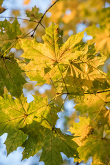 Bright yellow maple foliage on a sunny autumn day