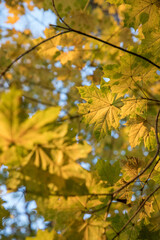Bright yellow maple foliage on a sunny autumn day