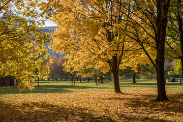 Naklejka premium Walk in the park on a bright sunny autumn day