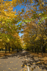 Walk in the park on a bright sunny autumn day