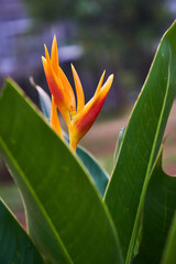 Vibrant tropical Heliconia psittacorum plant with colorful flower in the garden