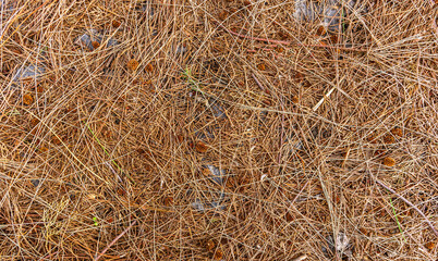 fall brown lying pine needles season background, autumn nature texture of a ground, fallen pine-needles backdrop