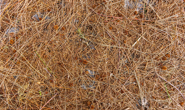 fall brown lying pine needles season background, autumn nature texture of a ground, fallen pine-needles backdrop