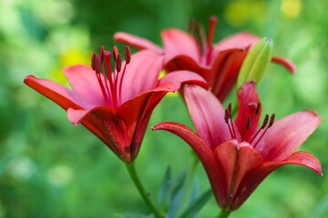 red lily flower