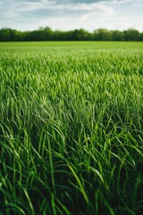 Obraz premium Field of green grass with trees