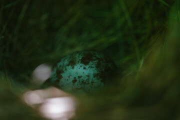 Small birds nest hidden in a bush