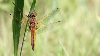 Scarce chaser - Libellula fulva