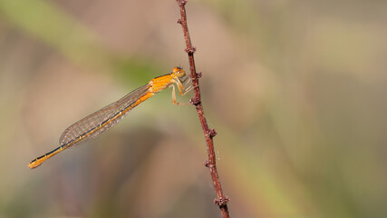 Ischnura pumilio f. aurantiaca - immature female