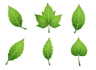 set of painted green leaves on a white background