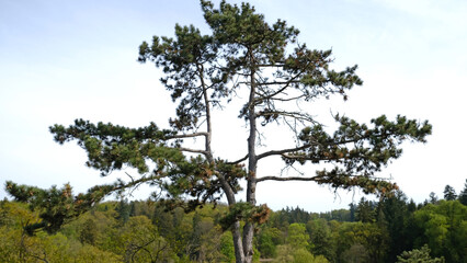 Lone Pine Tree Stands Tall in Beautiful, Serene and Peaceful Landscape Setting. Majestic and towering pine tree stands tall in midst of serene and tranquil, beautiful natural setting.