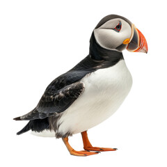 Naklejka premium A puffin standing gracefully against a plain background, showcasing its vibrant beak and distinct features in natural light