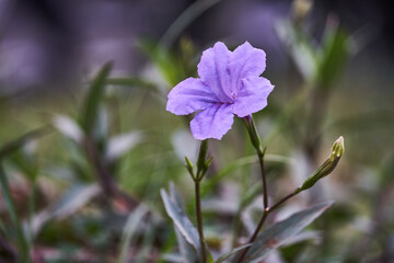 Close up of Ruellia tuberosa or or Ruellia brittoniana or Purple Ruellia flower blooming on blurred background