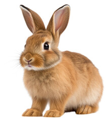 Obraz premium PNG Mammal animal rodent pet.