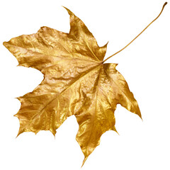 One autumn golden colored maple leaf with metallic shine isolated on white background