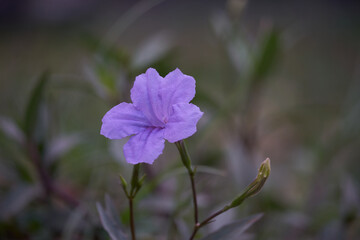 Close up of Ruellia tuberosa or or Ruellia brittoniana or Purple Ruellia flower blooming on blurred background