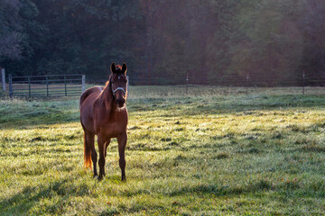 horse in pasture in the early morning