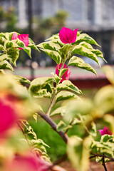 Variegated leaves Bougainvillea, red color of bougainvillea blooming in a garden