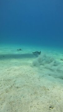 Mantarraya nadando en el fondo del mar