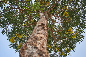 Low angle view of yellow trumpet tree with blooming yellow flower under clear sky