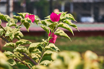 Variegated leaves Bougainvillea, red color of bougainvillea blooming in a garden