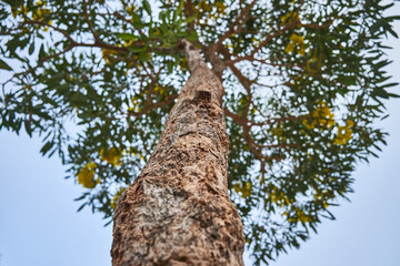 Low angle view of yellow trumpet tree with blooming yellow flower under clear sky