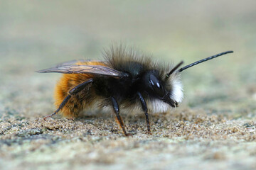 Closeup of a hairy male horned mason orchard bee, Osmia cornuta in the garden