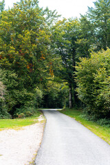 small narrow road through a forest with autumn trees