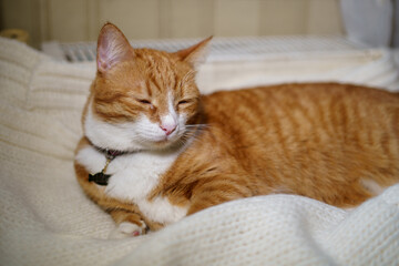 Ginger cat sleeps on a white knitted blanket by the radiator, curled up in a ball. In cold weather, the warmth from the radiator provides comfort, emphasizing the need for stable heating in chilly tim