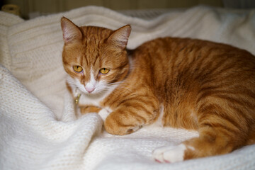 A ginger cat lies gently wrapped in a soft knitted blanket. The photograph radiates coziness, calm and warmth, perfectly conveying the atmosphere of home comfort and serenity.