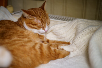Ginger cat sleeps on a white knitted blanket by the radiator, curled up in a ball. In cold weather, the warmth from the radiator provides comfort, emphasizing the need for stable heating in chilly tim