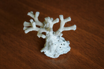 White coral dried as a souvenir.
