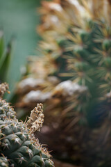 A faded flower on a cactus.
