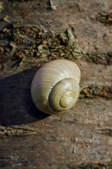 A light gray shell with a snail on the trunk.
