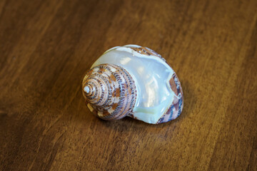 Empty seashell cut and shiny on the table.
