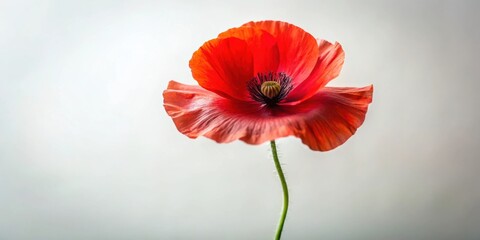 Obraz premium A solitary poppy blossom with delicate petals and a prominent pistil, showcasing the vibrant hues of nature's artistry