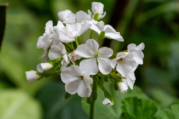 Obraz premium Gerânio. Geranium. Flor