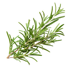 Fototapeta premium Fresh rosemary sprig with vibrant green leaves, ready for culinary use in cooking or garnishing dishes during any season