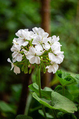 Gerânio. Geranium. Flor