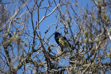 Ave en la rama de un árbol
